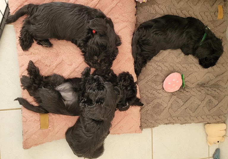 Chiots Schnauzer épuisés!
