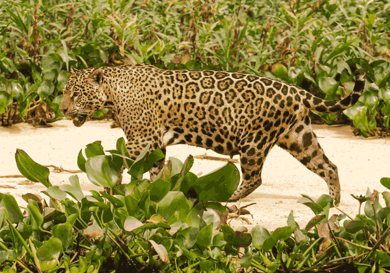 Pregnant Jaguar looking for prey