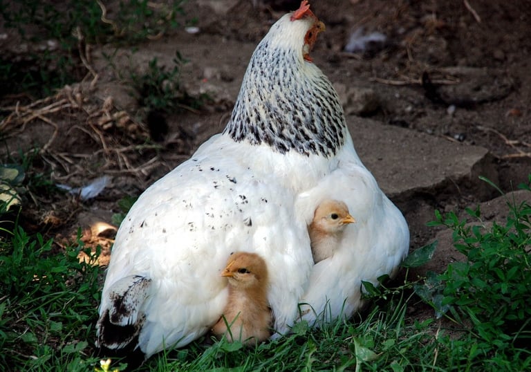 Henne mit Küken – Bild für Führung, Wandel und Teamverantwortung