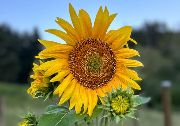Actions pour l'écologie dans les Vosges
