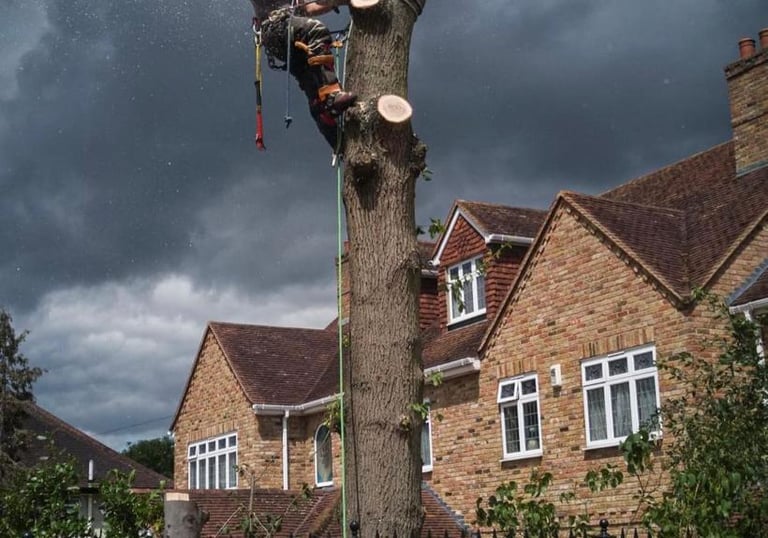 Tree removal using sectional dismantling and controlled lowering