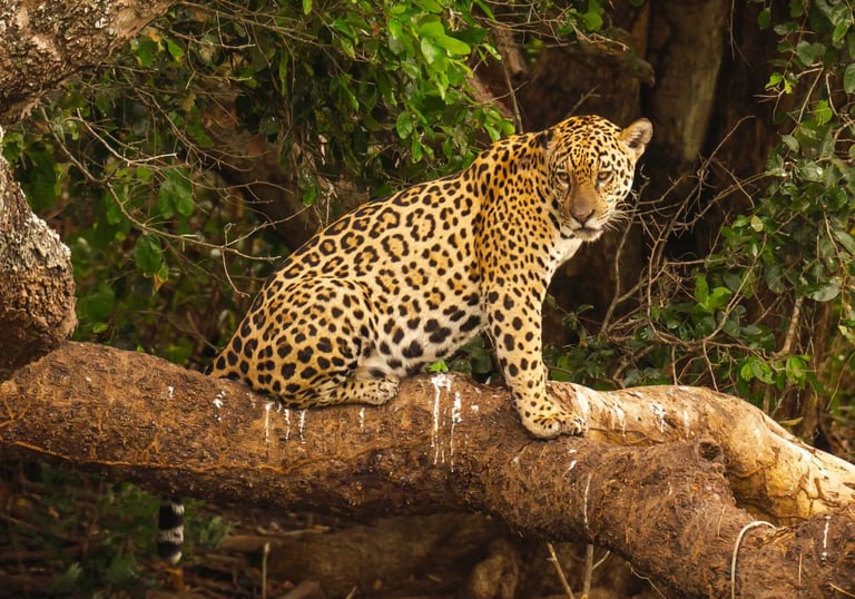 Jaguar Siting on the tree