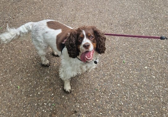 Doncaster dog walker