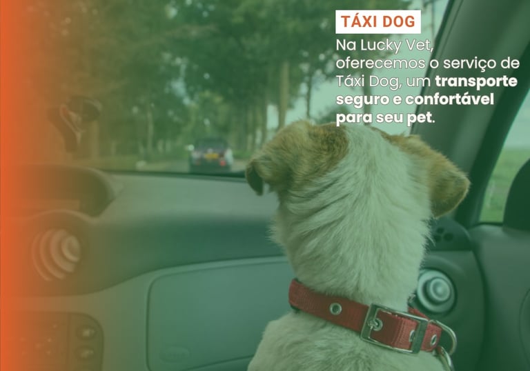 Taxi Dog é na Lucky Vet, Pet Shop e Clínica Vererinária na Zona Norte de São Paulo