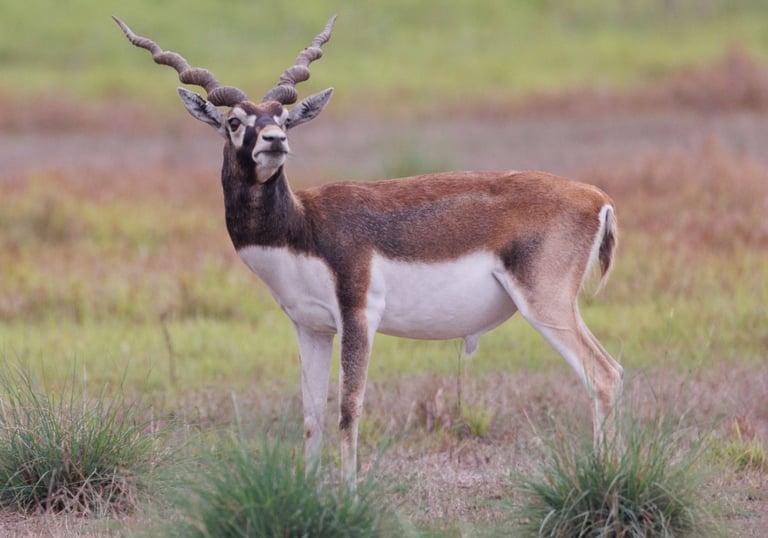 Black-buck in Khairapur reserve