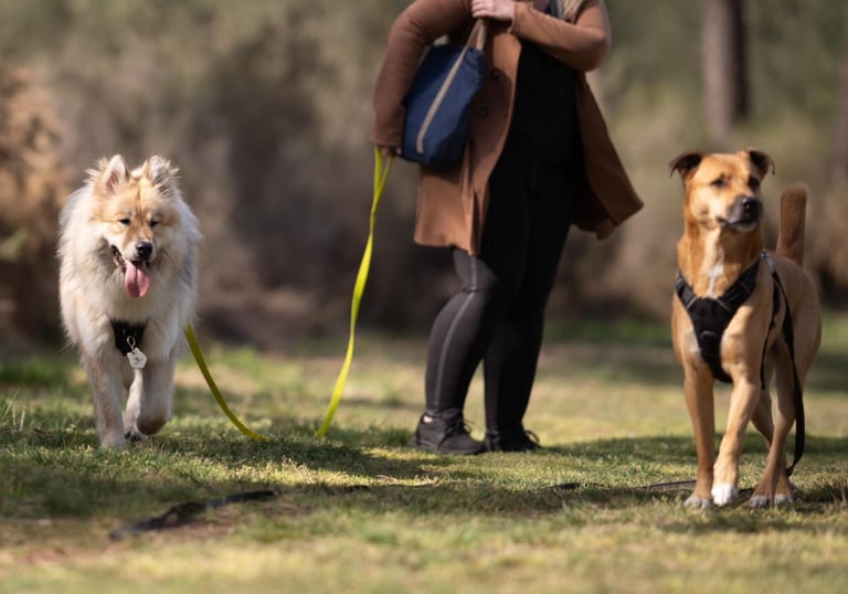 éducation canine bienveillante pour chien à bordeaux