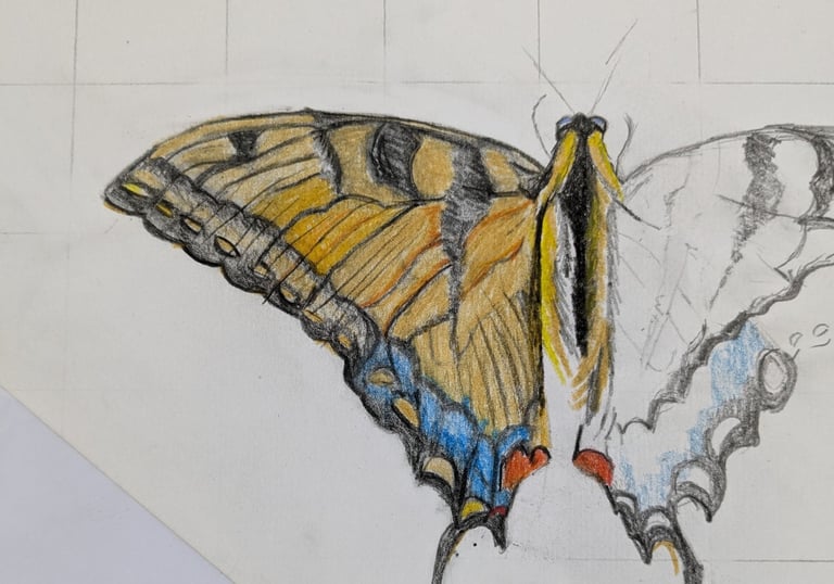 pencil drawing butterfly, drawing painting art course newport Pagnell