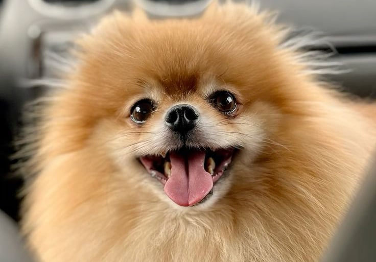 pomerania argentina buenos aires venta