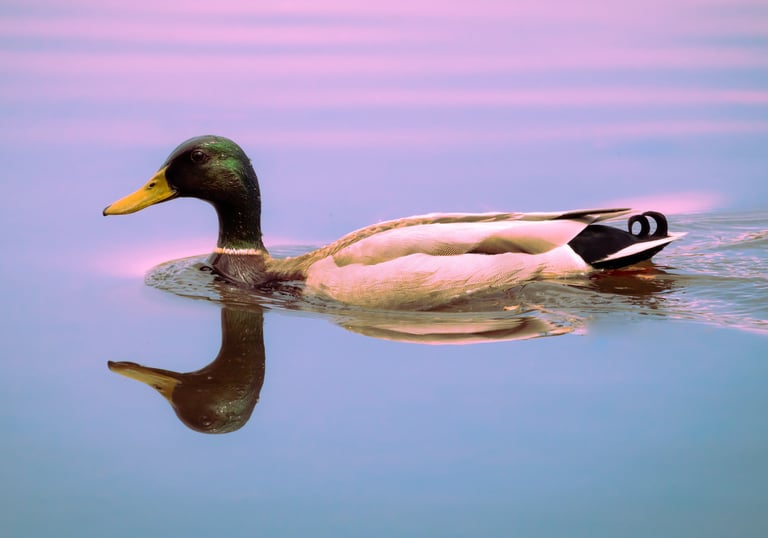 A mallard duck in the water. The water has soft hues are purple, pink, and it feels dreamy.