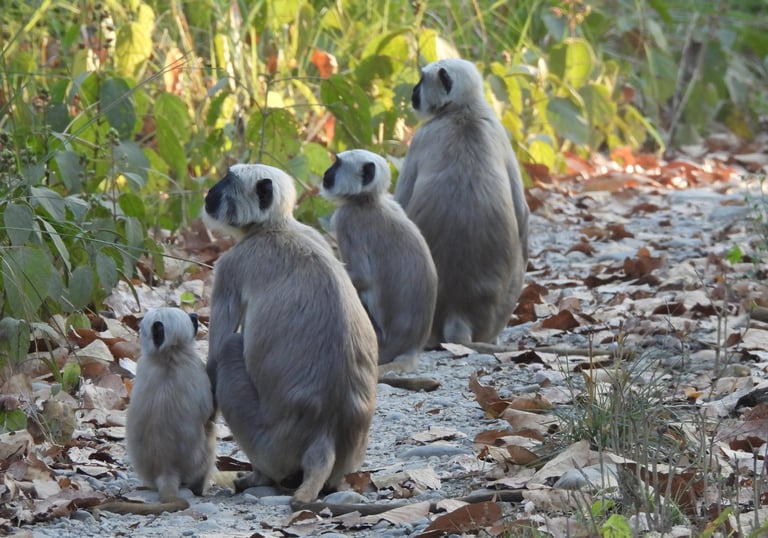 langurs en famille dans le Parc National de Bardiya