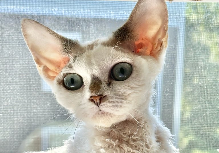 Dominika with big aqua eyes