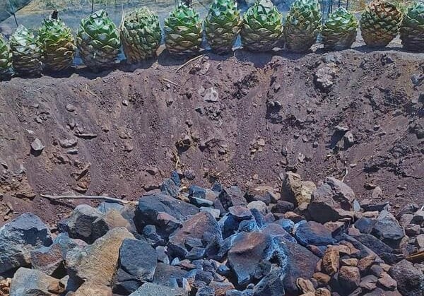 proceso del mezcal