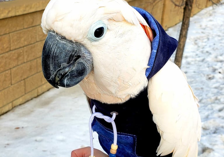 Moluccan Cockatoo wearing blue denim hoodie in the snow