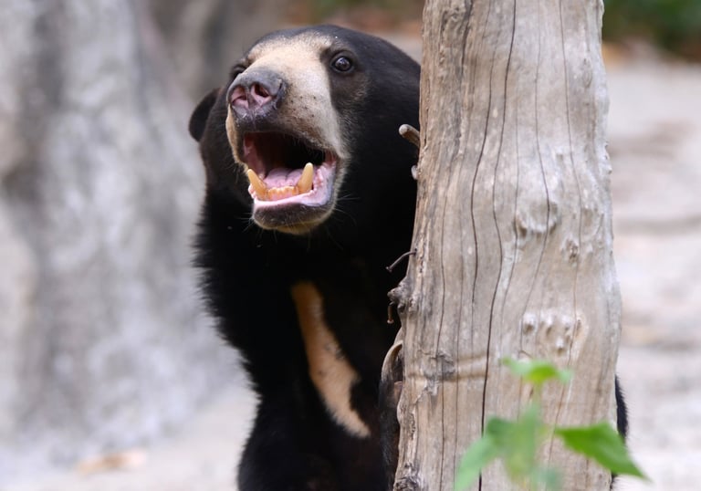 Lippu bear in Churia valley
