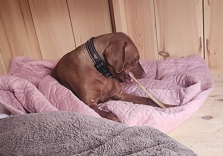 a dog laying on a bed at dog boarding