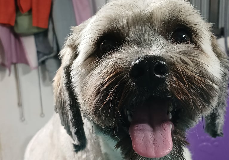 a happy dog sitting on a table looking groomed