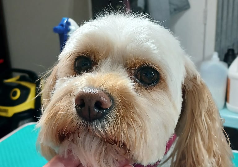 a dog is being held by the groomers hand