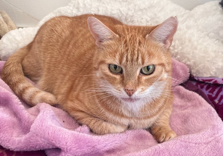 eine rote Katze, die auf einer kuscheligen Decke liegt