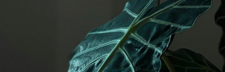 Alocasia Polly in dappled sunlight