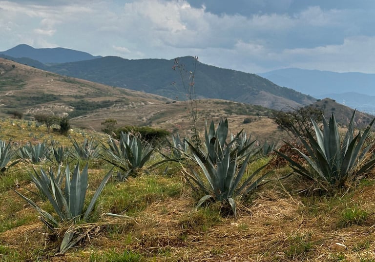 Cinco Añero Agave