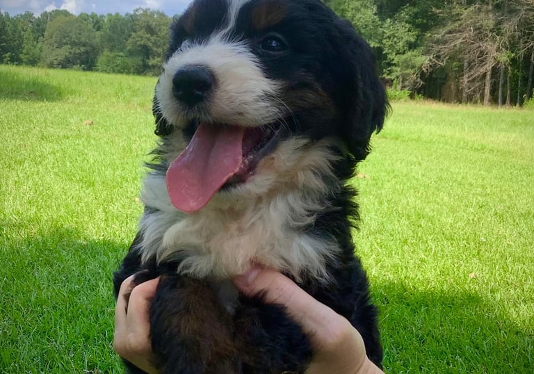 Happy Bernedoodle puppy