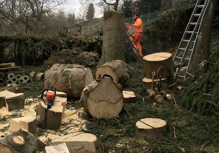 Abattage d'un arbre (sapin) 