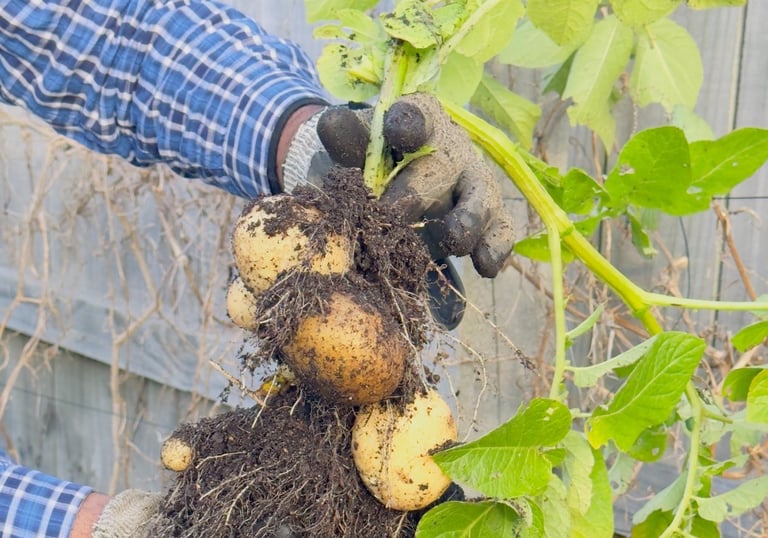 Home-grown organic vegetables harvested by hand and used at Aroha Dosas to support sustainable South Indian food