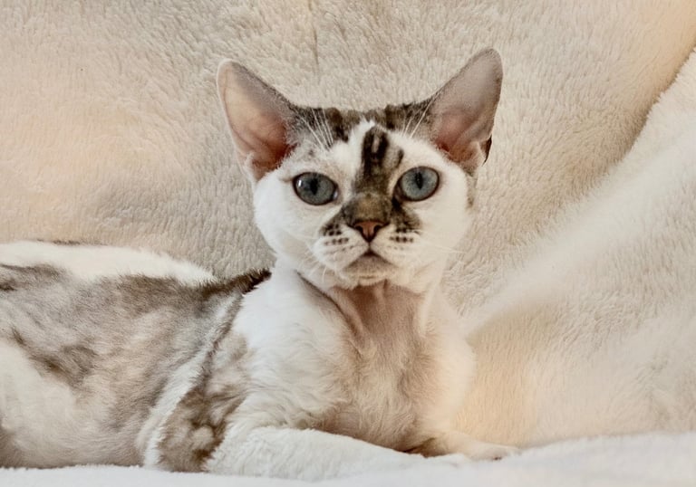 Mikki Mouse sitting on a couch with a white blanket