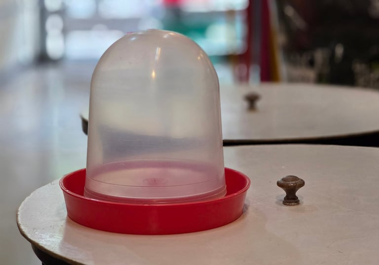 Dispenser agua y tolva alimento para aves