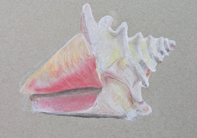 art class pastle drawing of a shell. learn to draw and paint art classes for all abilities MK