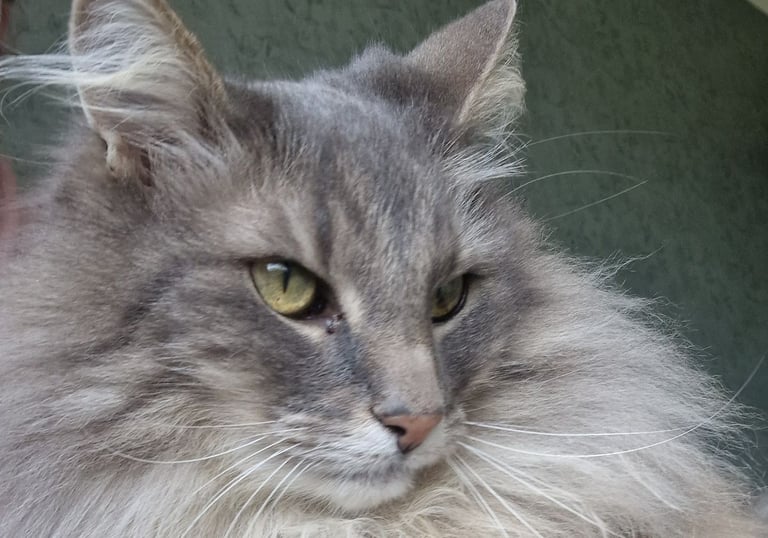 cat visits Doncaster