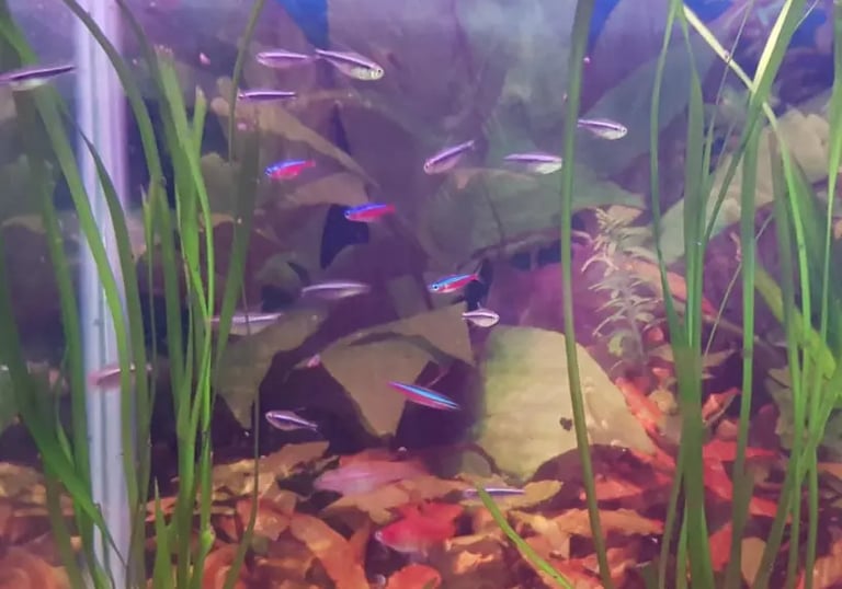 neon cardinal y negro