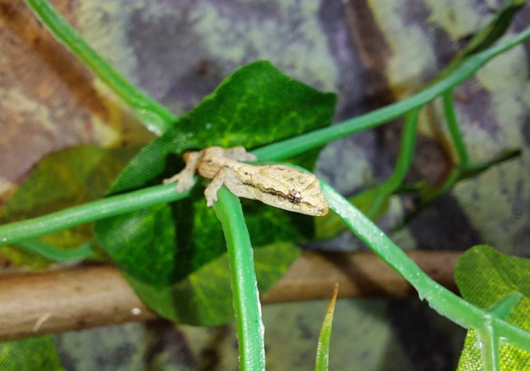 Lepidodactylus lugubris Jungtier