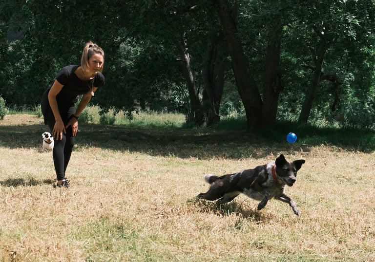 Dog training: Learning to play 'fetch' while keeping it fun and safe