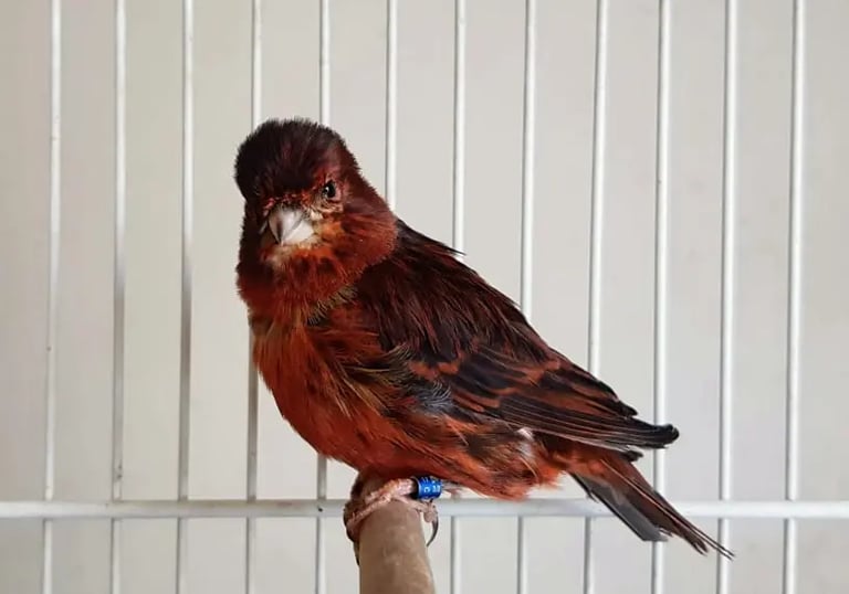 canario cobre intenso