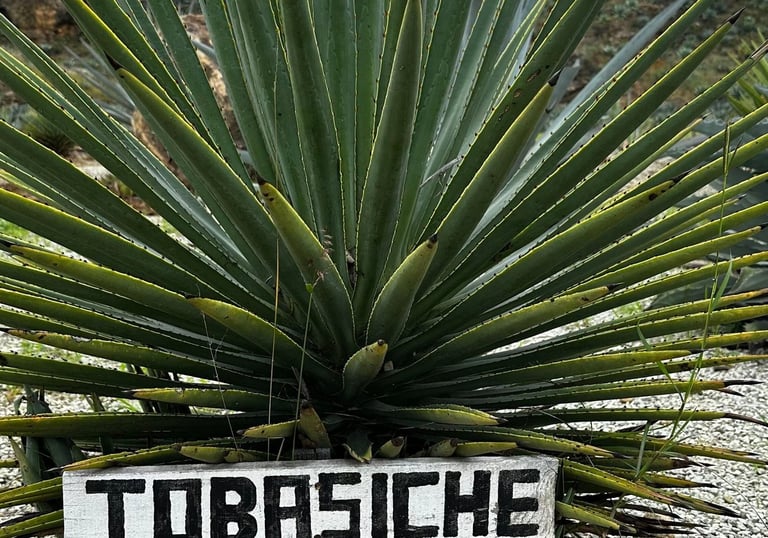 Tobasiche Agave planta