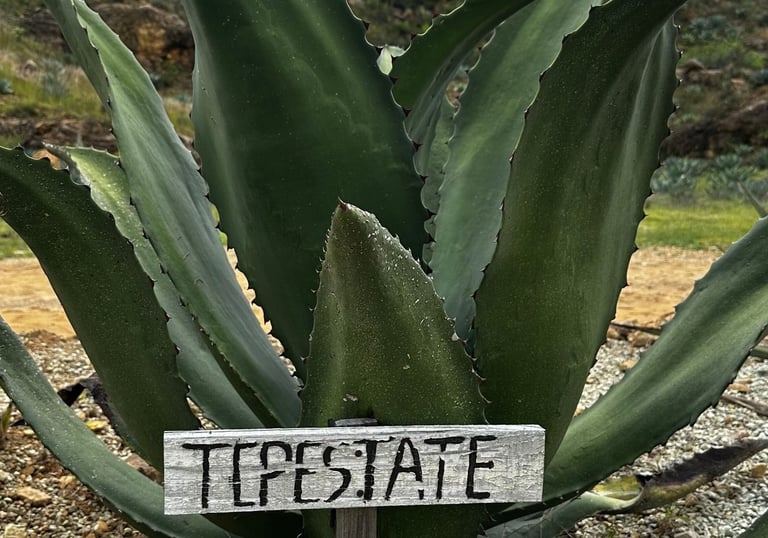 Tepestate planta agave