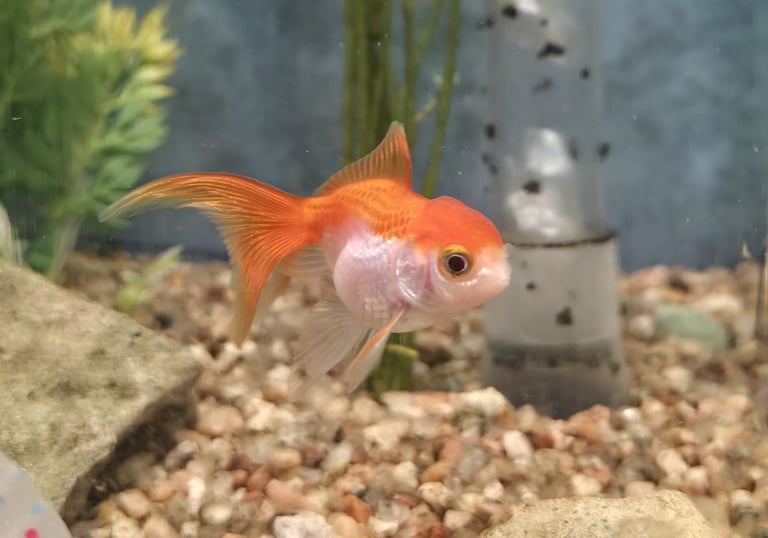 oranda