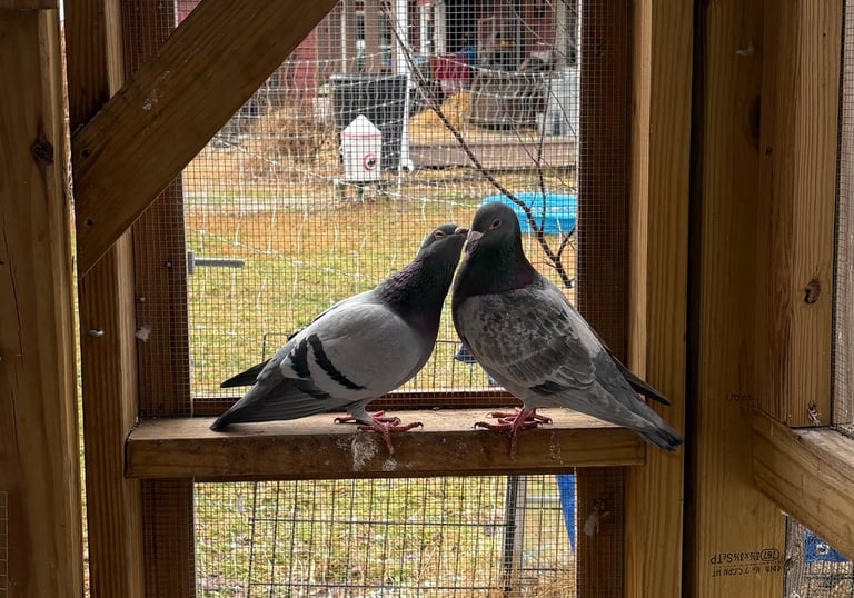 two pigeons kissing in front of an aviary doorway