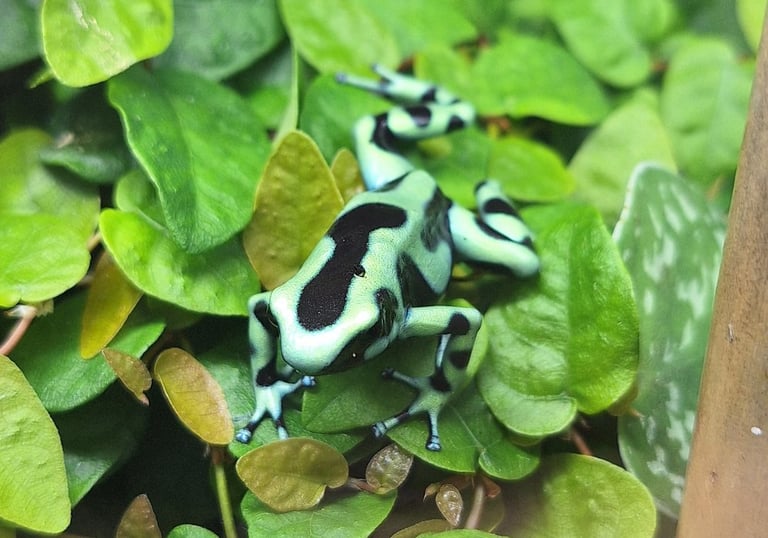 Dendrobates auratus