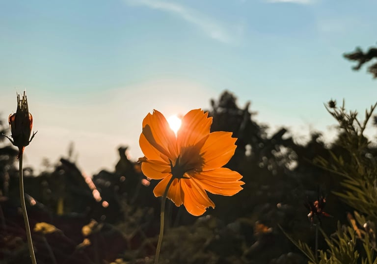 Une fleur s'épanouissant au soleil pour illustrer le développement de la confiance en soi