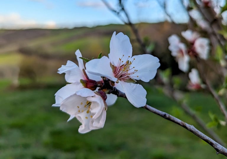 Fleurs de cerisier