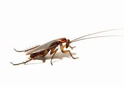 Roach Control Five Forks SC