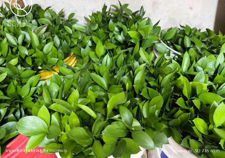 follaje para floristerías