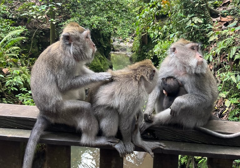 two monkeys sitting on a wooden fence