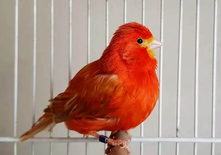 canario isabel rojo intenso