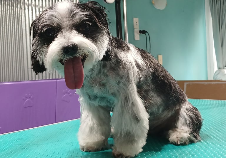 a dog sitting on a table with a happy trimmed face