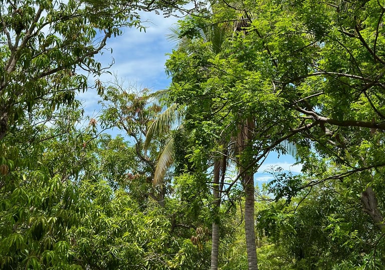 palm trees and mango trees at plaza mango verde