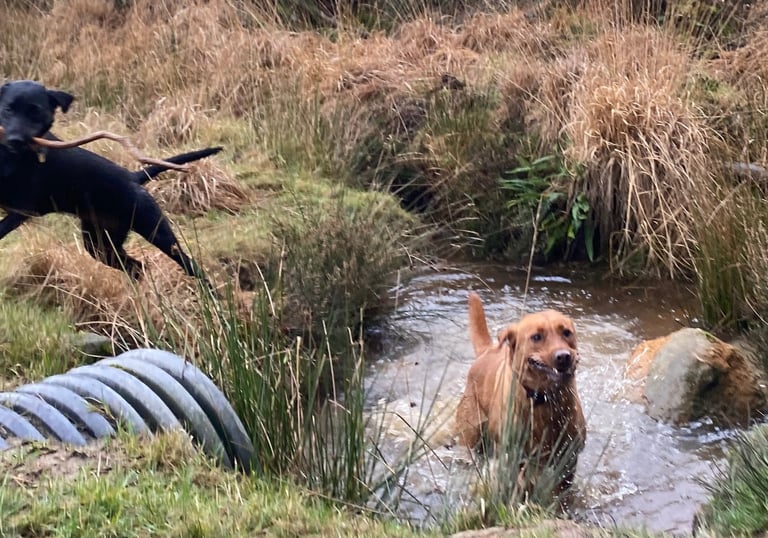 a dog walker walking in a group of dogs in harrogate