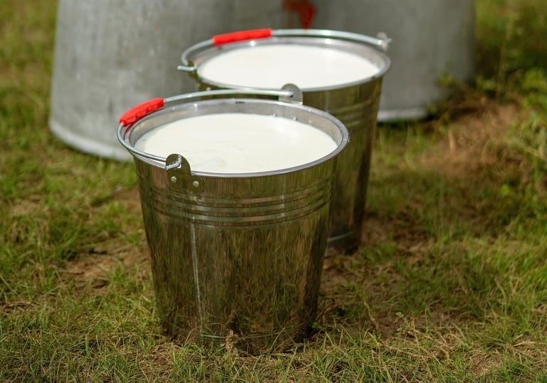 Fresh goat milk in metal pails on the grass beside large milk cans